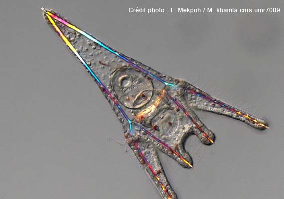 Ce pluteus, ou larve d'oursin, à été photographié au microscope confocal dans le laboratoire de biologie du développement à Villefranche sur mer. Cette photo est le résultat de la fusion de plusieurs clichés capturés à des profondeurs de champs différents. On aperçoit dans le détail, les cils vibratils, le squelette et l'etomac.