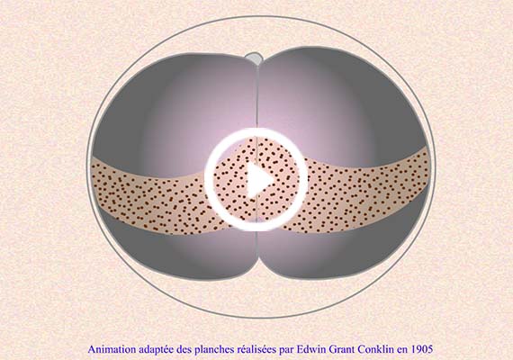 Animation du développement embryonnaire de l'espèce marine Phallusia mammillata réalisée d'après les lithographies dessinées par Edwin G. Conklin en 1905.